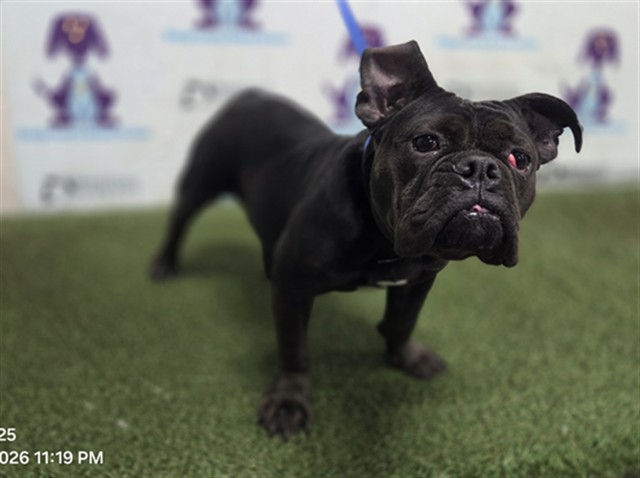 Shelter Stray Female Dog last seen , 2769 Conroy Rd, Orlando, FL 32839, USA