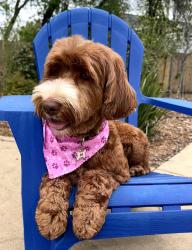 Reunited Female Dog last seen Mariposa Ave and Old Auburn, Citrus Heights, CA 95610