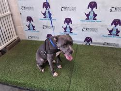 Shelter Stray Female Dog last seen , 2769 Conroy Rd, Orlando, FL 32839, USA