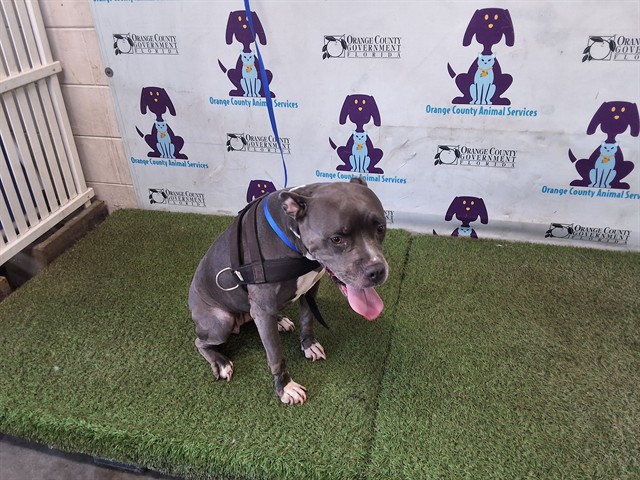 Shelter Stray Female Dog last seen , 2769 Conroy Rd, Orlando, FL 32839, USA