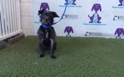 Shelter Stray Female Dog last seen , 2769 Conroy Rd, Orlando, FL 32839, USA