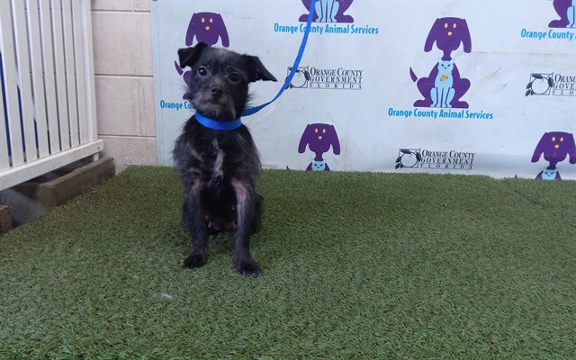 Shelter Stray Female Dog last seen , 2769 Conroy Rd, Orlando, FL 32839, USA