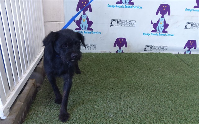 Shelter Stray Male Dog last seen , 2769 Conroy Rd, Orlando, FL 32839, USA
