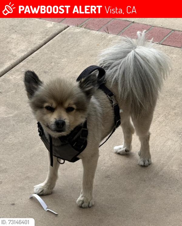 Lost Male Dog last seen Guajome Park Academy, Vista, CA 92083