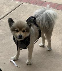 Lost Male Dog last seen Guajome Park Academy, Vista, CA 92083