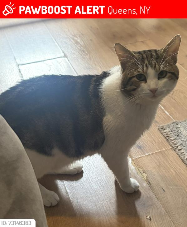 Lost Male Cat last seen 107th Avenue, Queens, NY 11417