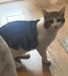Lost Male Cat last seen 107th Avenue, Queens, NY 11417