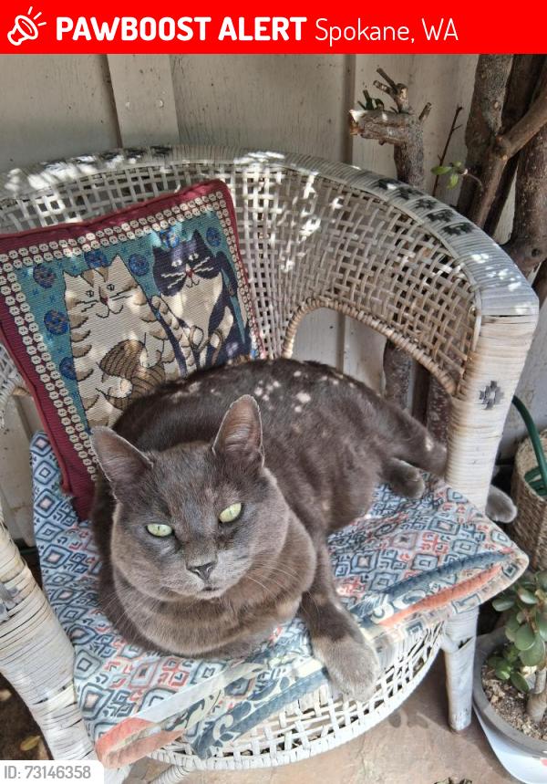 Lost Male Cat last seen Myrtle and 18th, Spokane, WA 99223