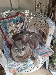 Lost Male Cat last seen Myrtle and 18th, Spokane, WA 99223