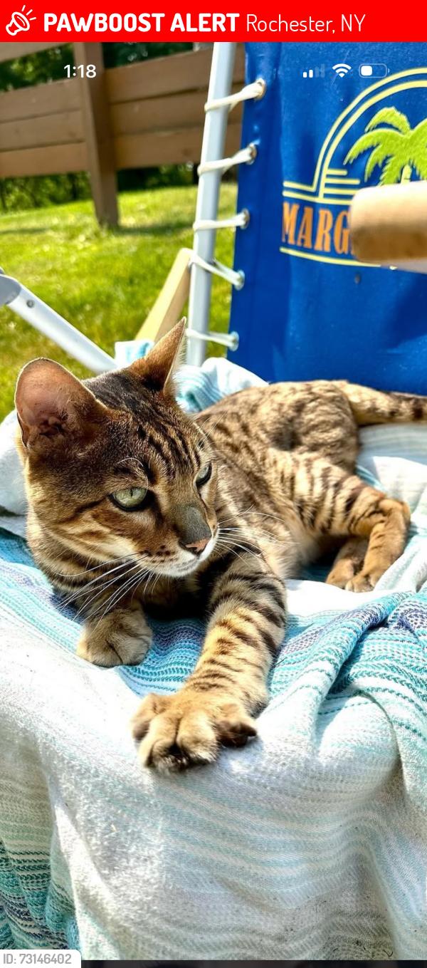 Lost Male Cat last seen Dunkin, Rochester, NY 14612