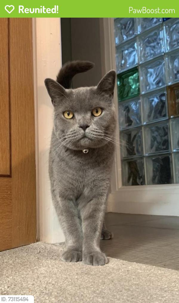 Reunited Male Cat last seen Holmes Chapel Road / Moss Lane near Brereton Heath., Cheshire East, England CW12 4SW