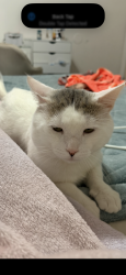 Lost Male Cat last seen Near Barrett Pl, San Antonio, TX 78225