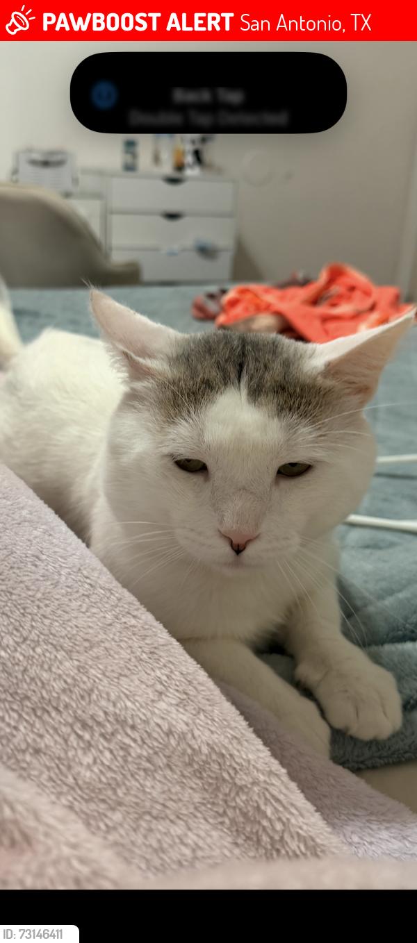 Lost Male Cat last seen Near Barrett Pl, San Antonio, TX 78225