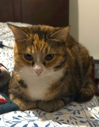 Lost Female Cat last seen Se 119th street & se 72nd terrace rd by Clifford’s garage, Marion County, FL 34420
