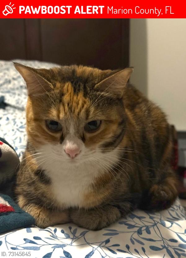 Lost Female Cat last seen Se 119th street & se 72nd terrace rd by Clifford’s garage, Marion County, FL 34420