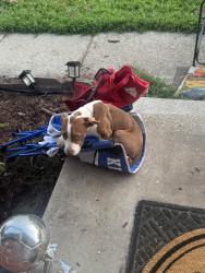 Found/Stray Female Dog last seen Kilrush dr, Lexington, KY 40503