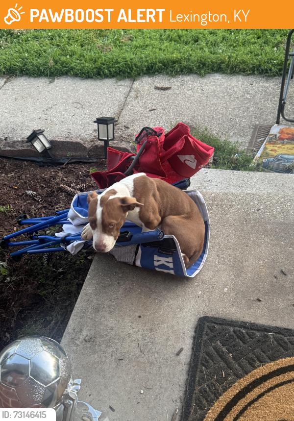 Found/Stray Female Dog last seen Kilrush dr, Lexington, KY 40503