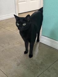 Lost Male Cat last seen Sandy Ridge and Landmark, Clearwater, FL 33761