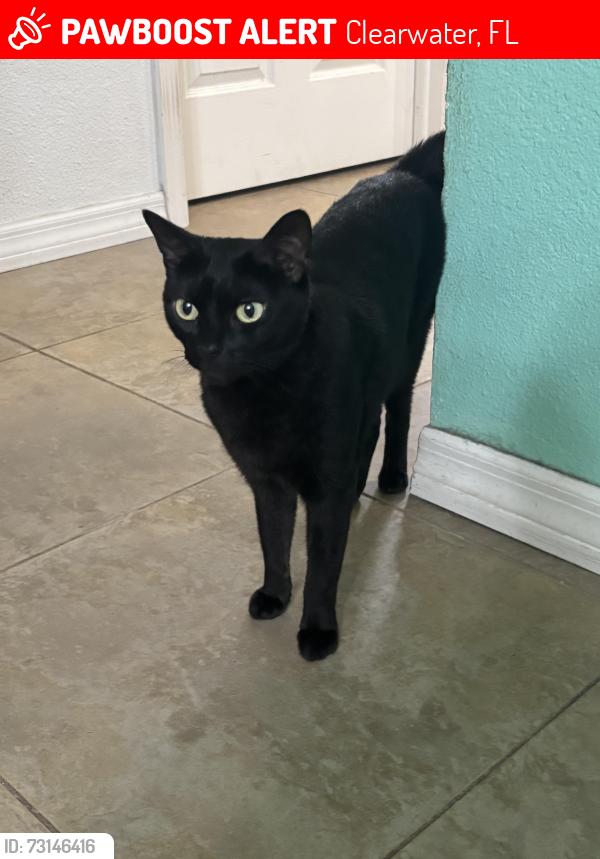 Lost Male Cat last seen Sandy Ridge and Landmark, Clearwater, FL 33761