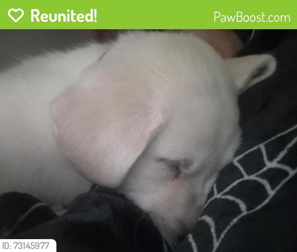 Reunited Female Dog last seen she was home, Coral Springs, FL 33065