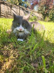 Lost Male Cat last seen SE Roodbridge drive, Hillsboro, OR 97123