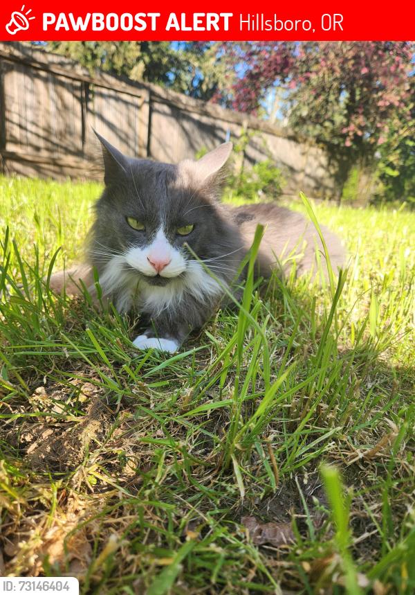 Lost Male Cat last seen SE Roodbridge drive, Hillsboro, OR 97123
