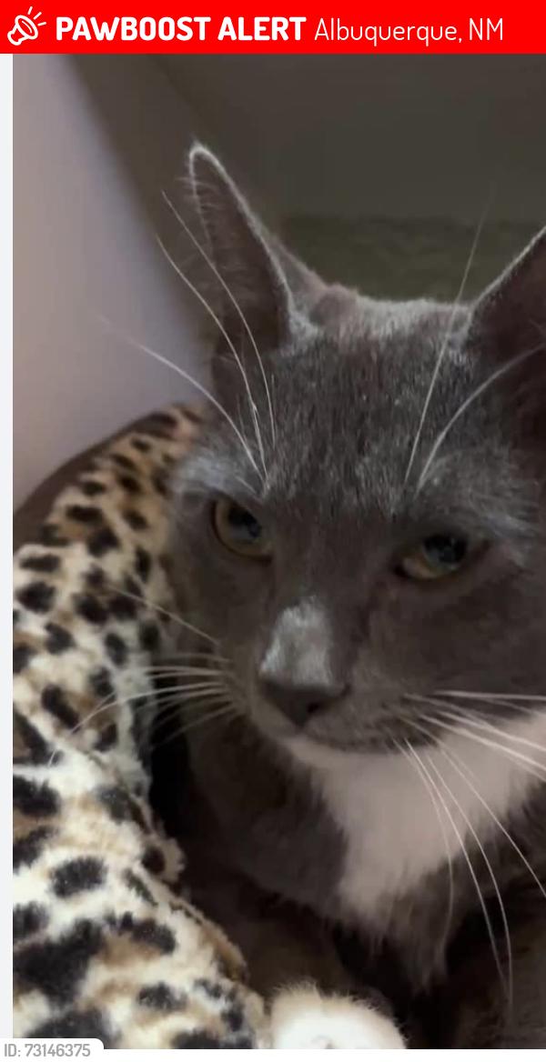 Lost Male Cat last seen 6th and marble Ave nw, Albuquerque, NM 87102