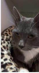 Lost Male Cat last seen 6th and marble Ave nw, Albuquerque, NM 87102