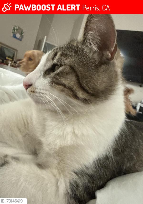 Lost Male Cat last seen Goetz, Perris, CA 92570