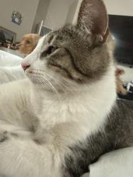 Lost Male Cat last seen Goetz, Perris, CA 92570