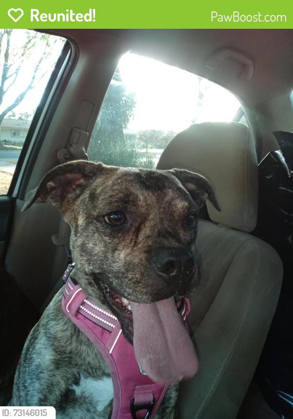 Reunited Female Dog last seen Arlington & Streeter, Riverside, CA 92504