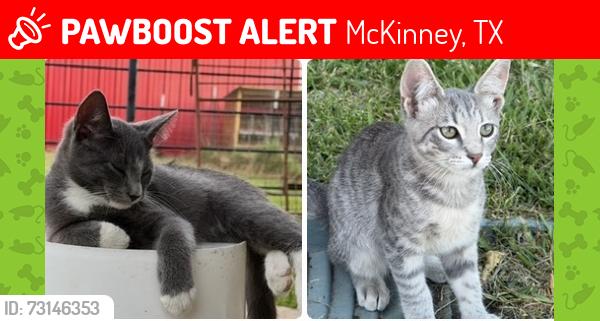 Lost Male Cat last seen 7-Brew at Graves and 380, McKinney, TX 75069