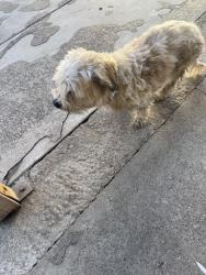 Reunited Male Dog last seen Near Arrow Hwy, Irwindale, CA 91706, USA, Irwindale, CA 91706