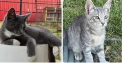 Lost Male Cat last seen 7-Brew at Graves and 380, McKinney, TX 75069