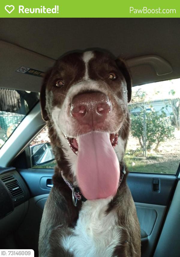 Reunited Male Dog last seen Arlington & Streeter, Riverside, CA 92504
