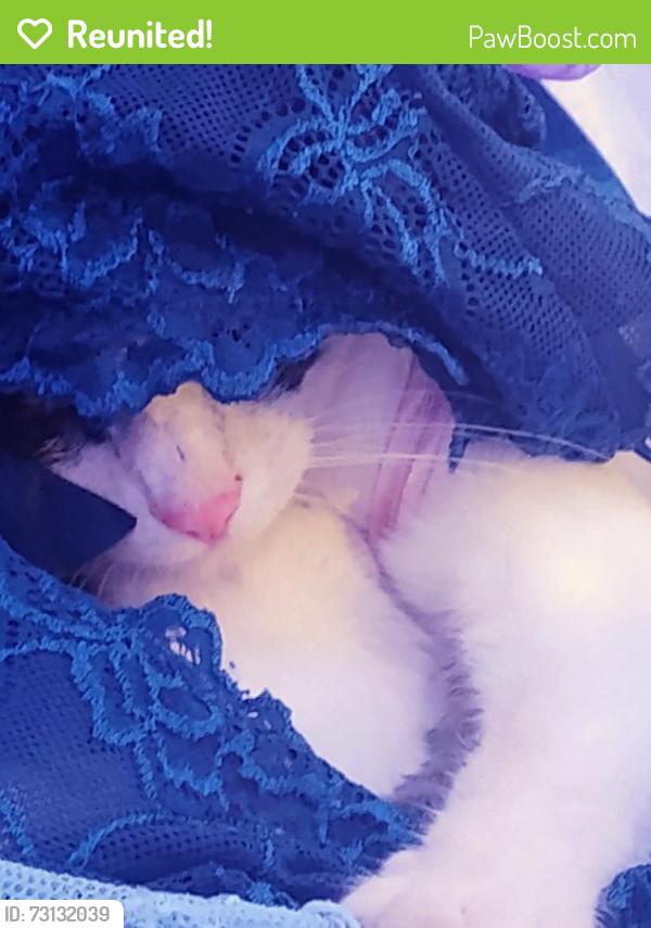 Reunited Female Cat last seen San tomas, Campbell, CA 95008