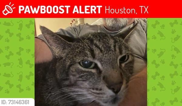 Lost Male Cat last seen Near Lynbrook Drive, Houston, TX 77042