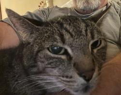 Lost Male Cat last seen Near Lynbrook Drive, Houston, TX 77042