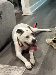 Found/Stray Male Dog last seen Lee street and hickory circle, Smyrna, GA 30080