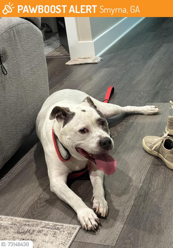 Found/Stray Male Dog last seen Lee street and hickory circle, Smyrna, GA 30080