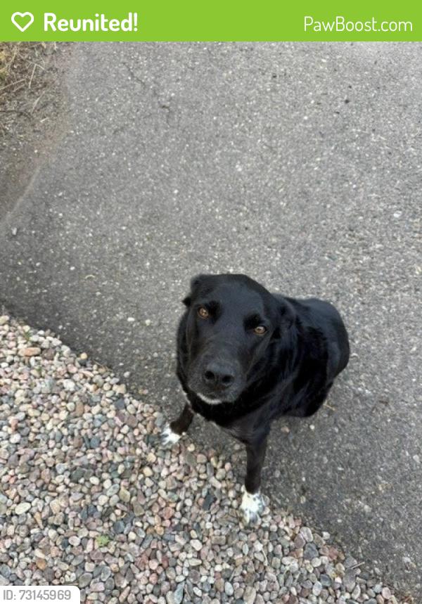 Reunited Unknown Dog last seen Laporte Ave and Sunset St, Fort Collins, CO 80521