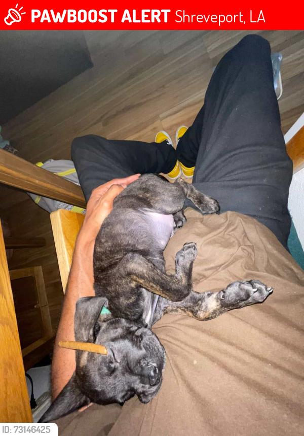 Lost Male Dog last seen Shell gas station, Shreveport, LA 71105