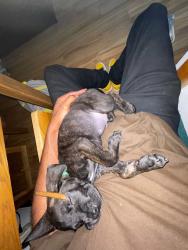 Lost Male Dog last seen Shell gas station, Shreveport, LA 71105