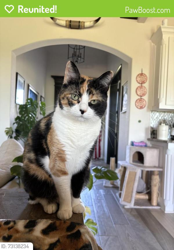 Reunited Female Cat last seen Meadowlakes Dr between Bristol Ln and Gateway St, Azle, TX 76020