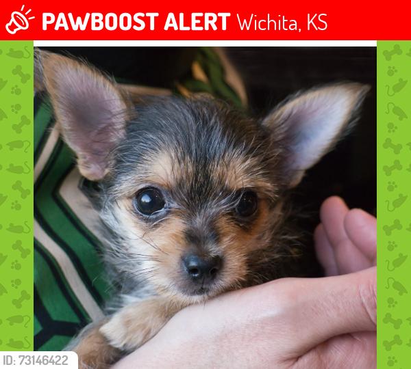 Lost Male Dog last seen colombine park, Wichita, KS 67204