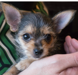 Lost Male Dog last seen colombine park, Wichita, KS 67204