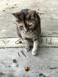 Lost Female Cat last seen 12th and main st, Santa Paula, CA 93060