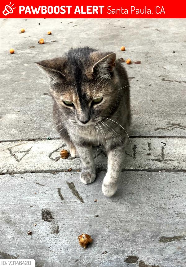 Lost Female Cat last seen 12th and main st, Santa Paula, CA 93060