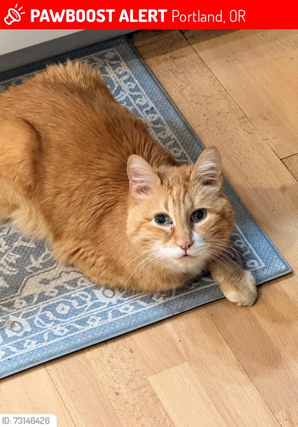 Lost Male Cat last seen Nw Rock Creek Blvd and Nw Tumalo Ct. Portland OR 97229, Portland, OR 97229