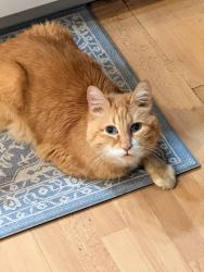 Lost Male Cat last seen Nw Rock Creek Blvd and Nw Tumalo Ct. Portland OR 97229, Portland, OR 97229